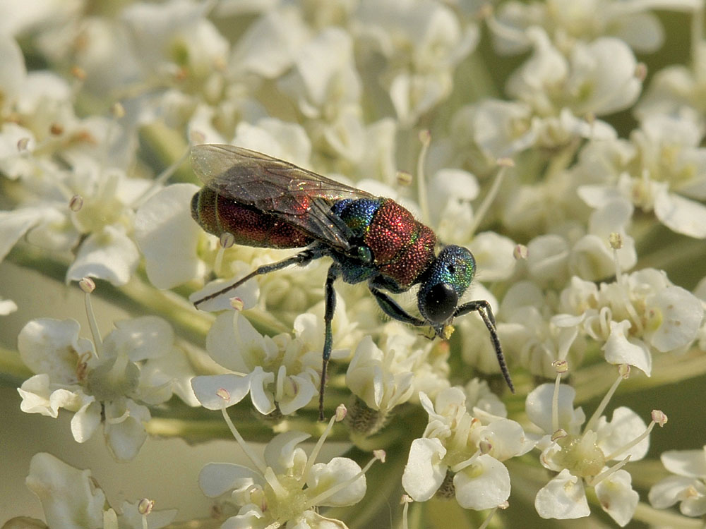 Chrysididae